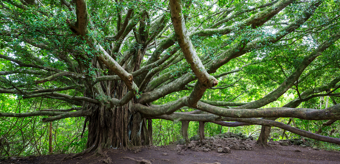 Lahaina Banyan Tree